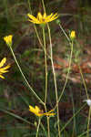 Purpledisk sunflower